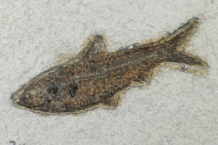 Fossil Fish (Knightia) On Large Shale - Wyoming #163406